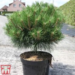 Pinus Nigra 'Pierrick Bregéon' -Flourish Flora PINU TKA3354 C