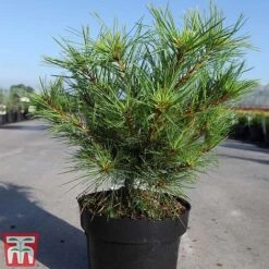 Pinus Strobus 'Minima' -Flourish Flora PINU TKA3366 A