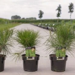 Pinus Densiflora 'Alice Verkade'