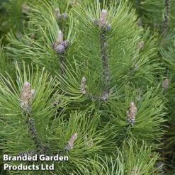 Pinus Heldreichii 'Compact Gem'