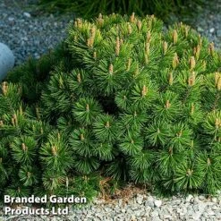 Pinus Mugo 'Mumpitz' -Flourish Flora PINU MUMPITZ2