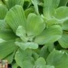 Pistia Stratiotes (Floating Aquatic)