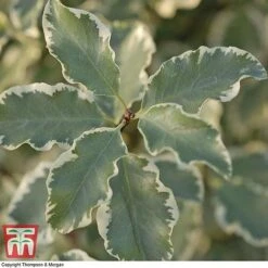 Pittosporum Tenuifolium 'Variegatum' -Flourish Flora PITT T80318 B