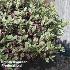 Pittosporum Tenuifolium 'Bannow Bay' -Flourish Flora PITT BANNOWBAY S51057