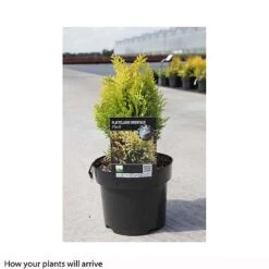 Thuja Orientalis 'Fleck' -Flourish Flora PLAT T66397 B h