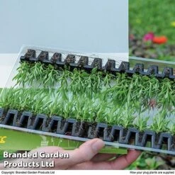 Summer Plant & Seed Bundle -Flourish Flora PLUG PACK12STR T15566