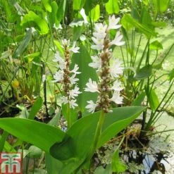 Pontederia Cordata 'Alba' (Marginal Aquatic)