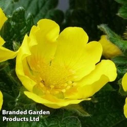 Potentilla Megalantha 'Gold Sovereign' -Flourish Flora POTE KC9133 B