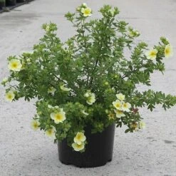 Potentilla Fruticosa 'Limelight' -Flourish Flora POTE T62074 B h