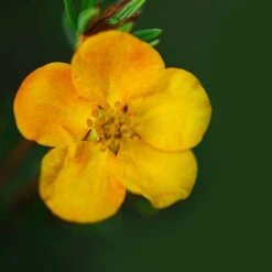 Potentilla Fruticosa 'Mango Tango' -Flourish Flora POTE T62076 B
