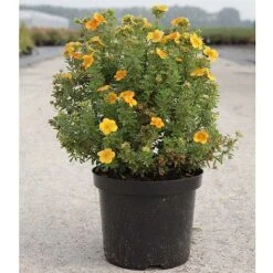 Potentilla Fruticosa 'Mango Tango' -Flourish Flora POTE T62076 B h