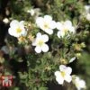 Potentilla Fruticosa 'White Lady'