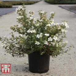 Potentilla Fruticosa 'White Lady' -Flourish Flora POTE T62078 B