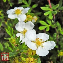 Potentilla Fruticosa 'White Lady' -Flourish Flora POTE T62078 E