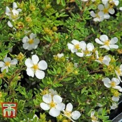 Potentilla Fruticosa 'White Lady' -Flourish Flora POTE T62078 F