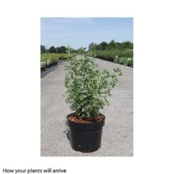 Potentilla Fruticosa 'Crème Brule' First Edition -Flourish Flora POTE T66401 B h