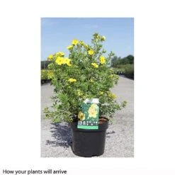 Potentilla Fruticosa 'Goldfinger' -Flourish Flora POTE T66402 B h
