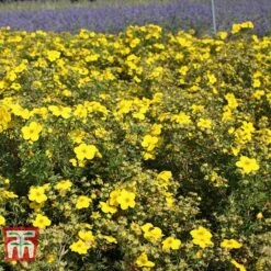 Potentilla Fruticosa 'Goldfinger' -Flourish Flora POTE T66402 D