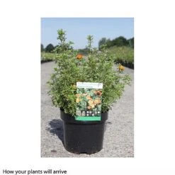 Potentilla Fruticosa 'Hopleys Orange' -Flourish Flora POTE T66403 B h