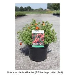 Potentilla Fruticosa 'Red Ace' -Flourish Flora POTE T68158 B h