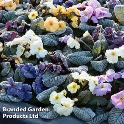 Primrose 'Obsidian Mixed' -Flourish Flora PRIM OBSFROST S48928