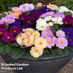 Primrose 'Obsidian Mixed' -Flourish Flora PRIM OBSIDIANM S48934