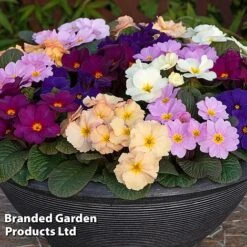 Primrose 'Obsidian Mixed' -Flourish Flora PRIM OBSIDIANM S48936