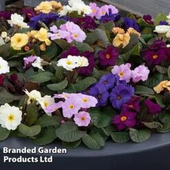 Primrose 'Obsidian Mixed' -Flourish Flora PRIM OBSIDIANM S48939