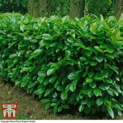 Prunus Laurocerasus 'Rotundifolia'