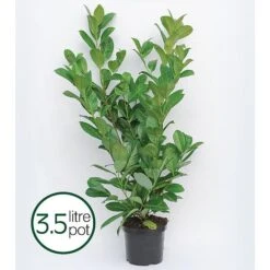 Prunus Laurocerasus 'Rotundifolia' -Flourish Flora PRUN T57540 B h