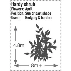 Prunus Laurocerasus 'Rotundifolia' -Flourish Flora PRUN T57540 C h