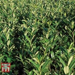 Prunus Laurocerasus 'Rotundifolia' -Flourish Flora PRUN T57540 D