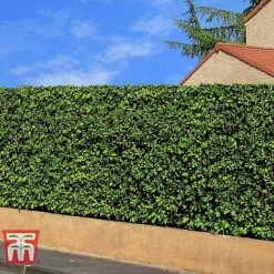 Prunus Laurocerasus 'Rotundifolia' -Flourish Flora PRUN T57540 E