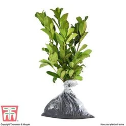 Prunus Laurocerasus 'Etna' -Flourish Flora PRUN T58250 D