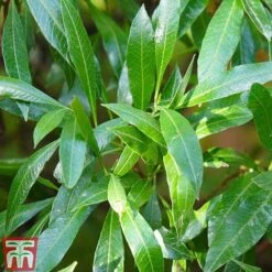 Prunus Laurocerasus 'Caucasica' -Flourish Flora PRUN T66412T B