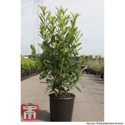 Prunus Laurocerasus 'Caucasica' -Flourish Flora PRUN T66412T C