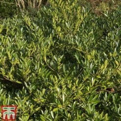 Prunus Laurocerasus 'Otto Luyken' -Flourish Flora PRUN T66414 D