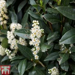 Prunus Laurocerasus 'Otto Luyken' -Flourish Flora PRUN T66414 E