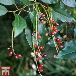 Prunus Lusitanica -Flourish Flora PRUN T66415T C