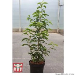 Prunus Lusitanica -Flourish Flora PRUN T66415T D