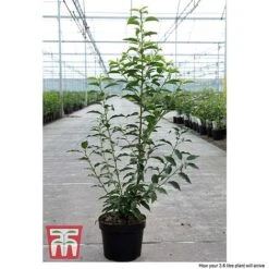 Prunus Lusitanica 'Angustifolia' -Flourish Flora PRUN T66416 C1