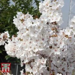 Prunus Nipponica 'Brilliant' -Flourish Flora PRUN T66417 B