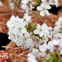 Prunus Nipponica 'Brilliant' -Flourish Flora PRUN T66417 C