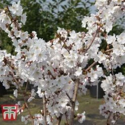 Prunus Nipponica 'Brilliant' -Flourish Flora PRUN T66417 D