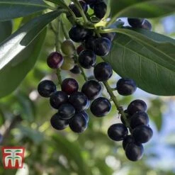 Prunus Laurocerasus 'Novita' -Flourish Flora PRUN T68172 B