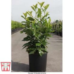 Prunus Laurocerasus 'Novita' -Flourish Flora PRUN T68172 C1