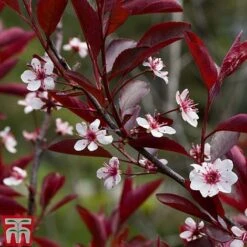 Prunus X Cistena -Flourish Flora PRUN TKA3390 B