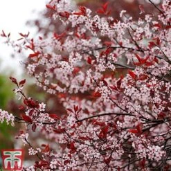 Prunus X Cistena -Flourish Flora PRUN TKA3390 C