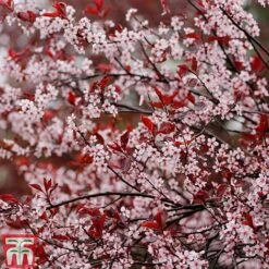 Prunus X Cistena -Flourish Flora PRUN TKA3390 D