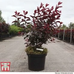 Prunus X Cistena -Flourish Flora PRUN TKA3390 F